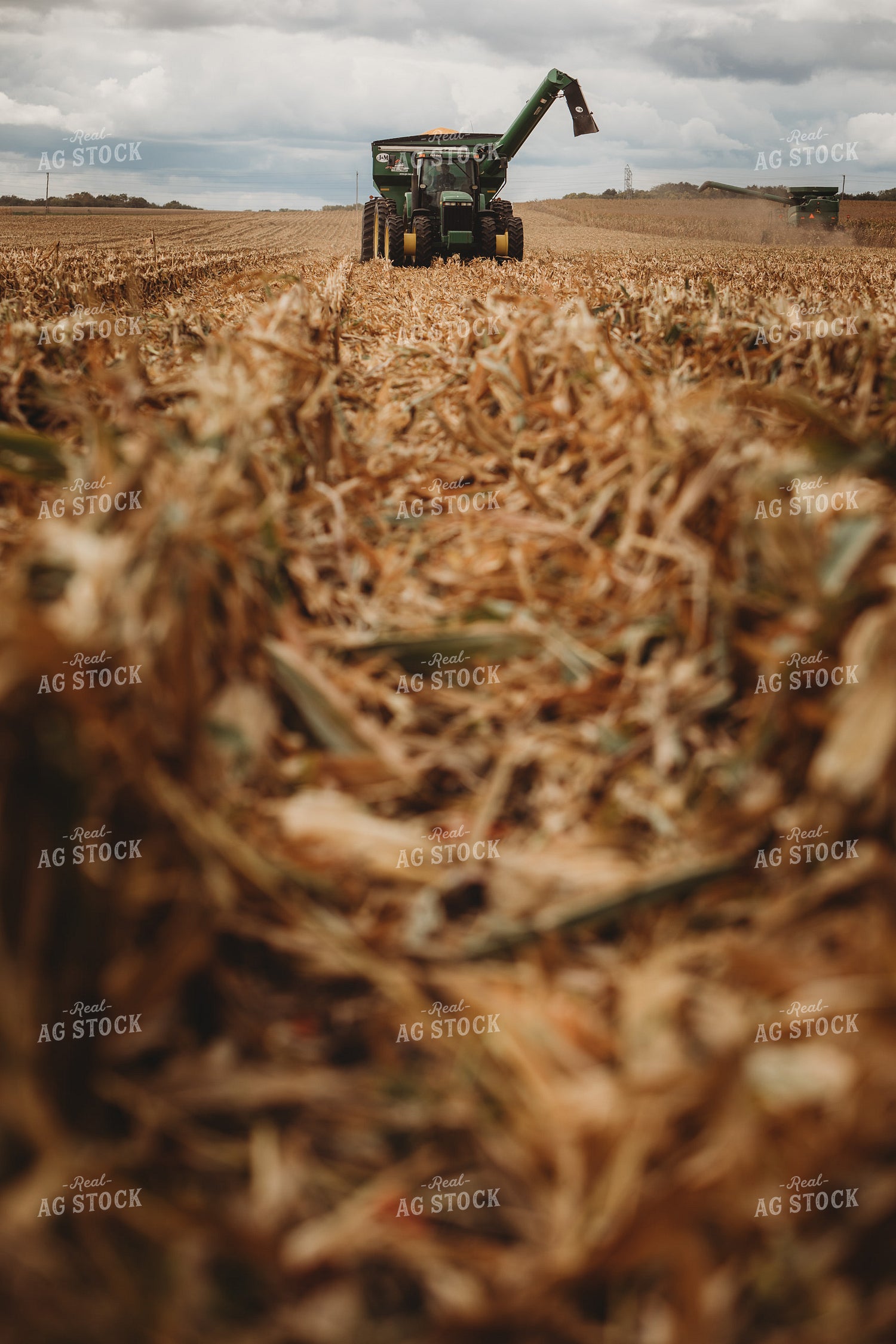 Combine Harvesting Corn and Full Auger Wagon in Corn Field 3352