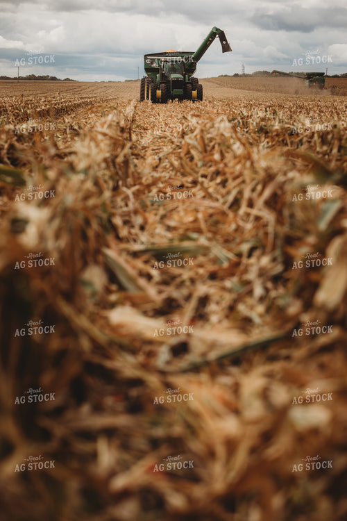 Combine Harvesting Corn and Full Auger Wagon in Corn Field 3352