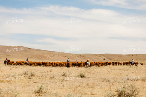 Ranchers Gathering Cattle on Horseback 97210