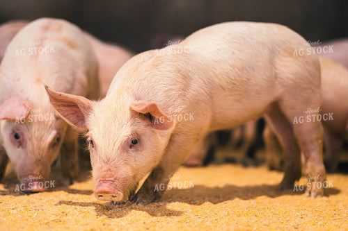 Pigs Eating Feed 289066