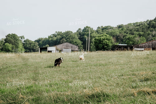 Farm Dog Herding Sheep 220000