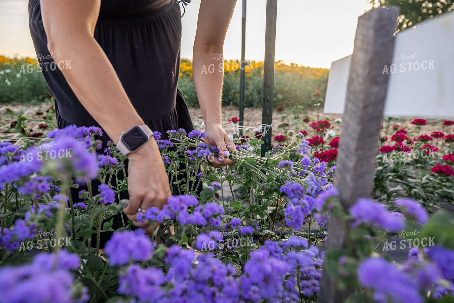 Flower Farm 270143