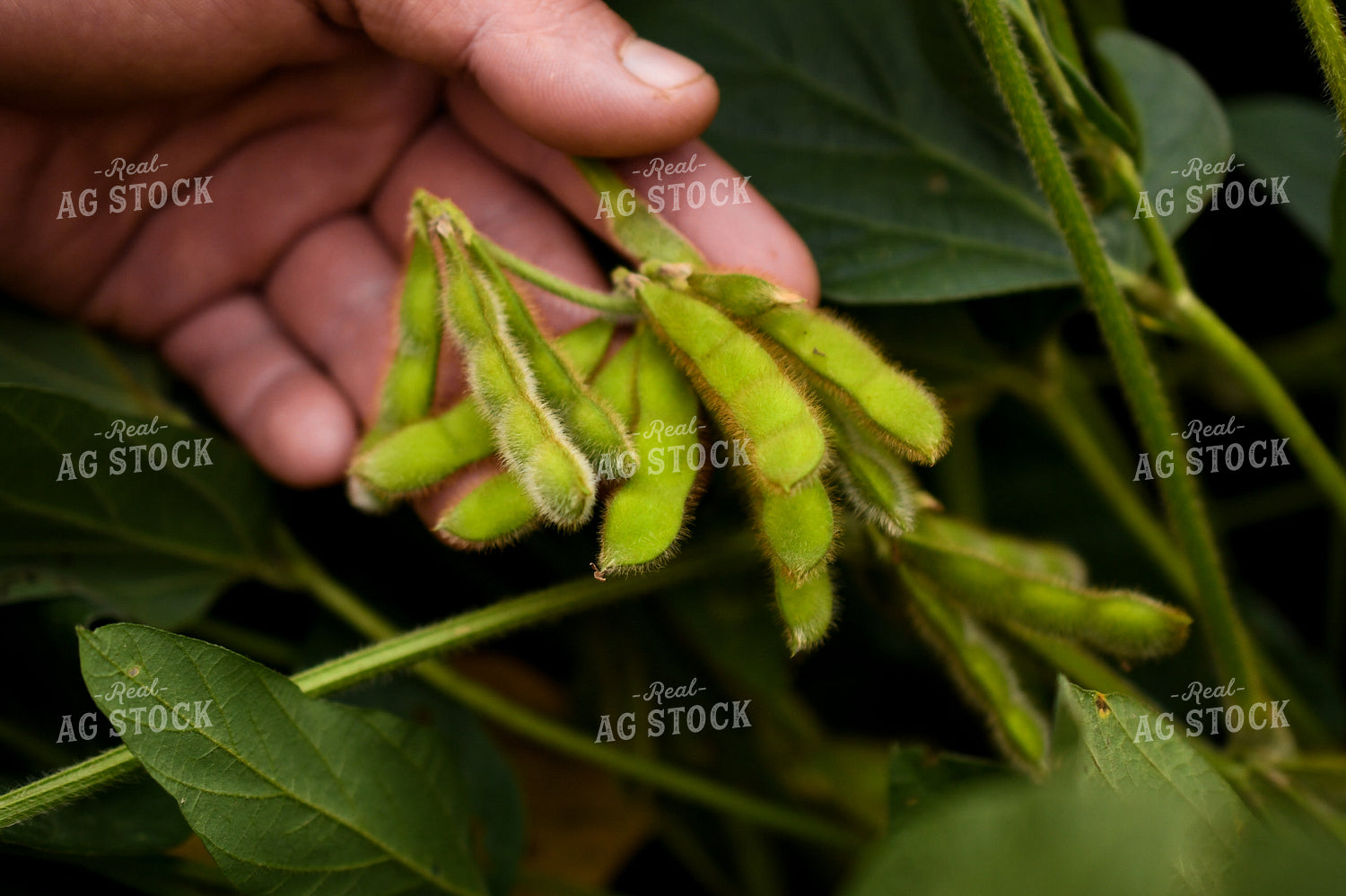 Soybean Pods 191242