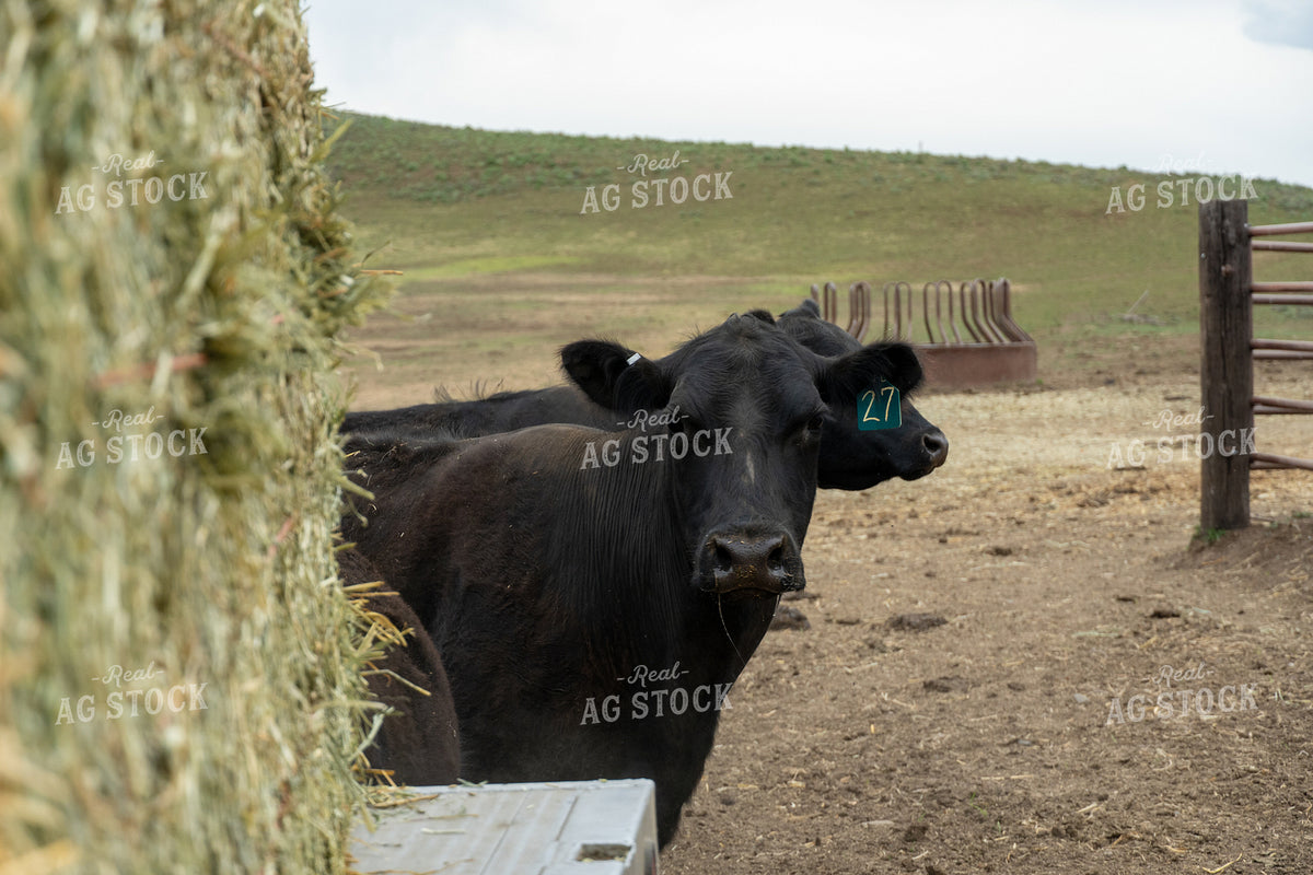 Angus Cattle with Ear Tags in a Rural Pasture Eating Hay 65263
