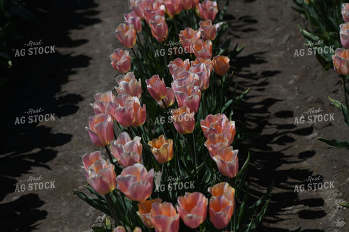 Blooming Tulips 129011