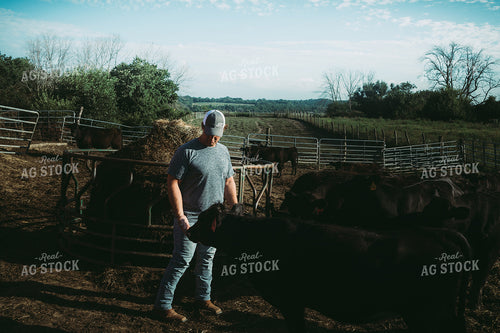 Farmer with Cows 3147