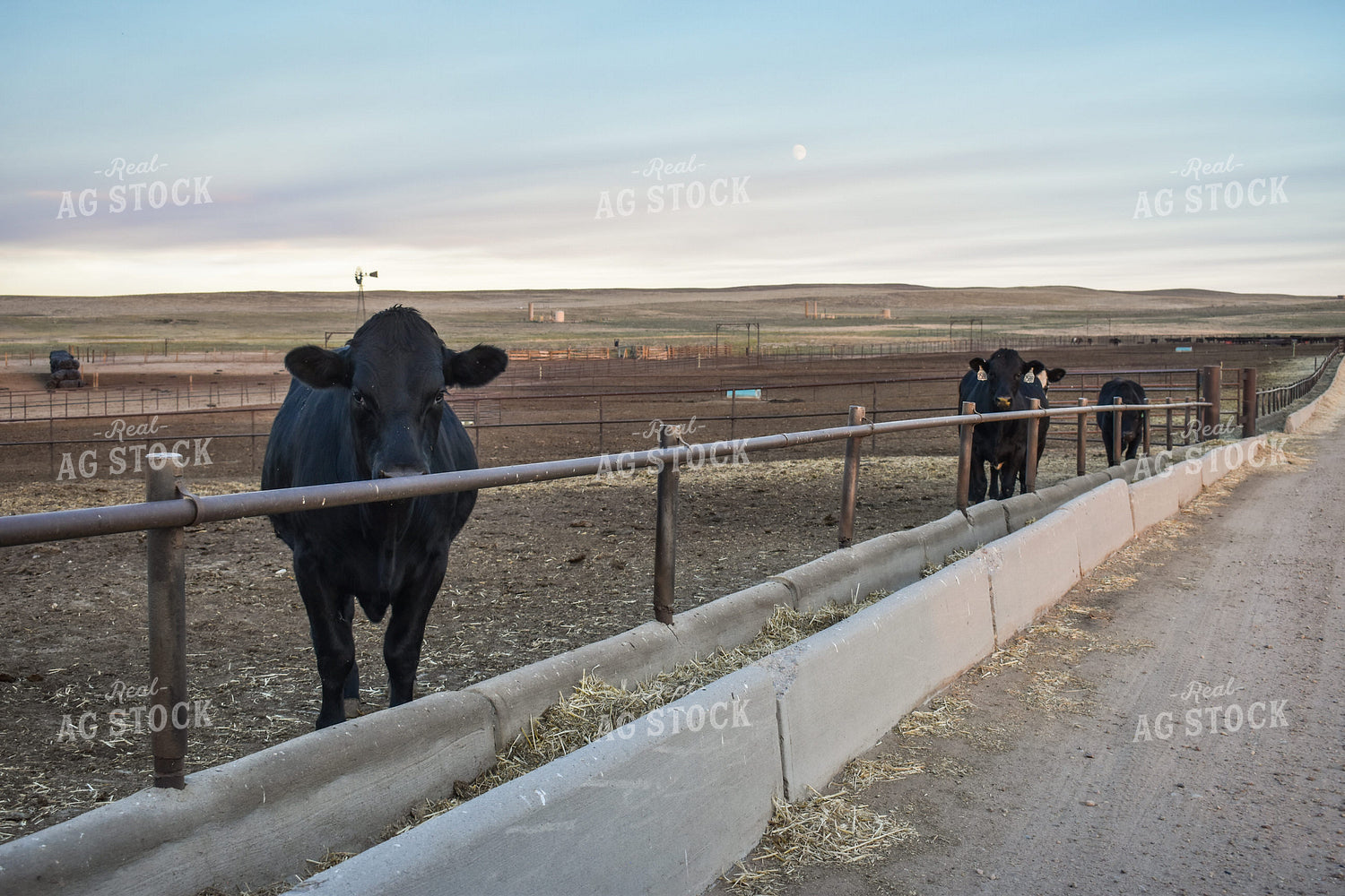 Feedlot Bunks 56043