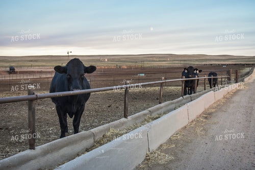 Feedlot Bunks 56043