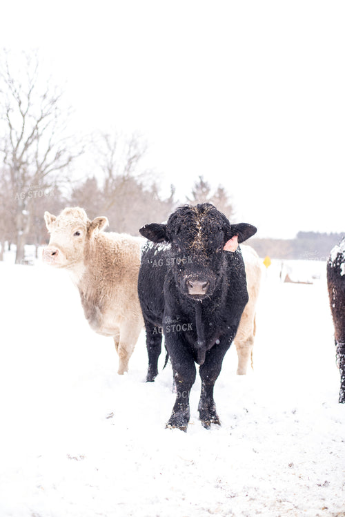 Cattle in Snowy Pasture 74026