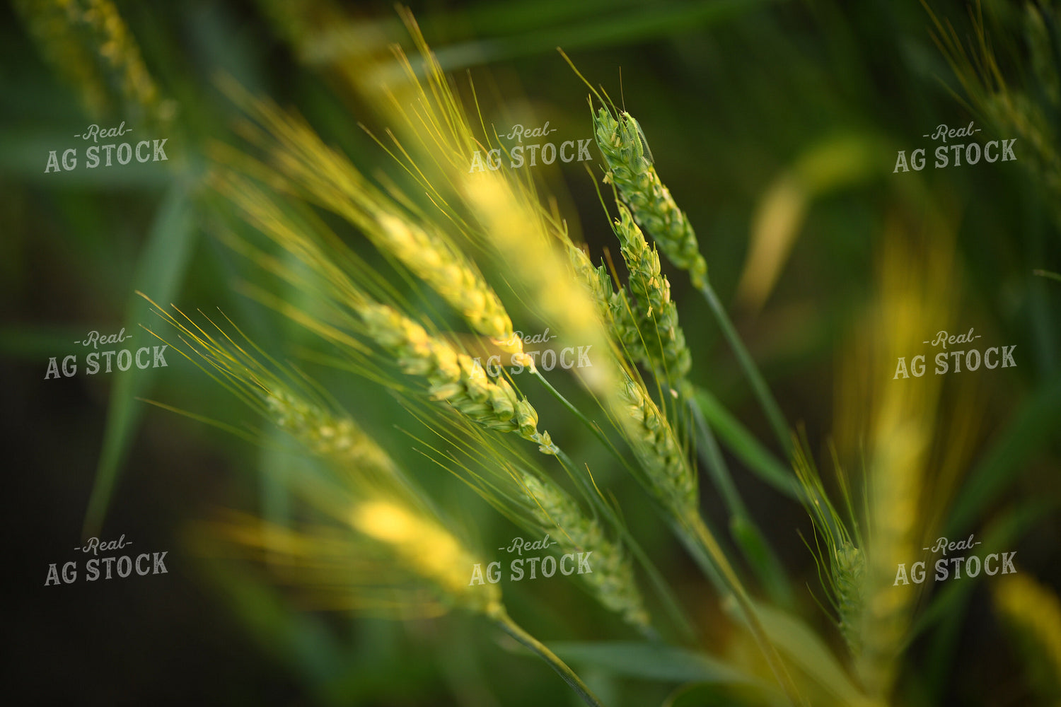 Wheat 191106