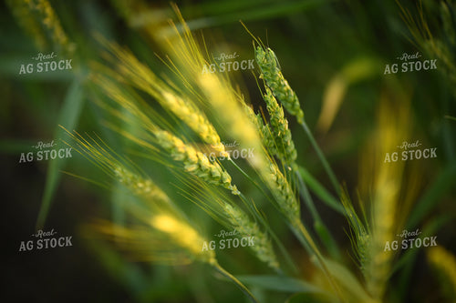 Wheat 191106