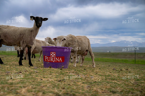 Flock of Sheep Feeding in Pasture with Ranch Supplies 65324