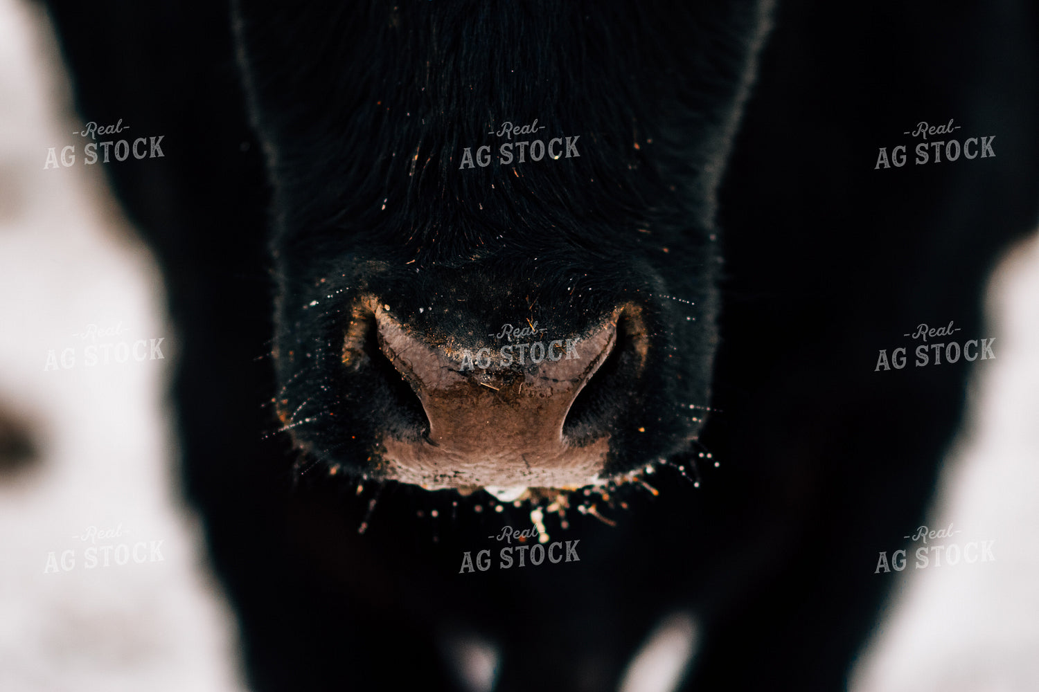 Cow Nose Close Up 53095