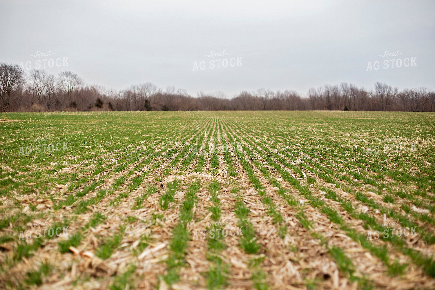 Early Season Rye 93245
