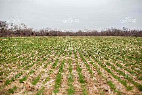 Early Season Rye 93245