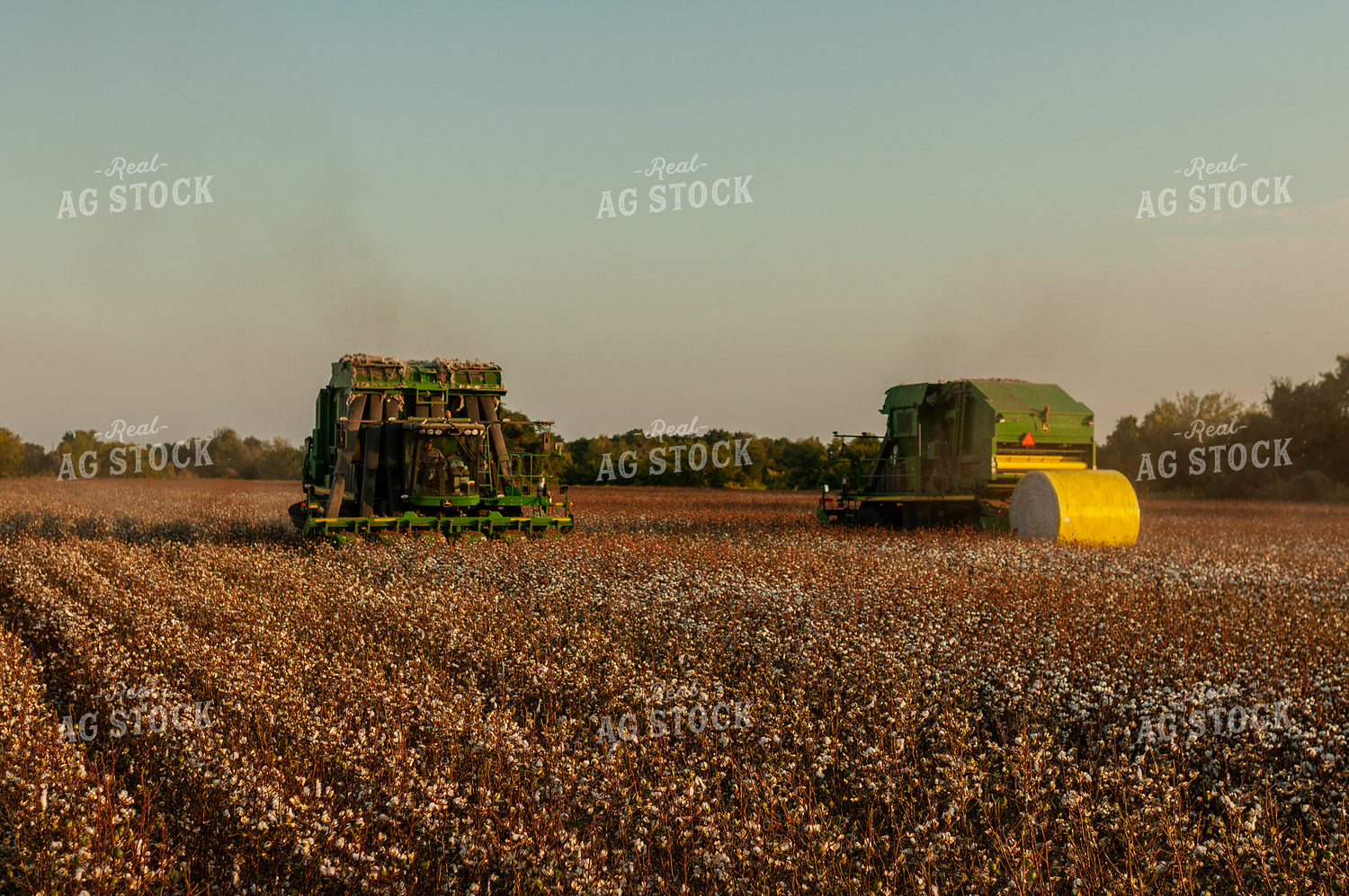 Cotton Harvest 59068
