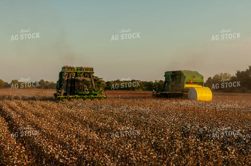 Cotton Harvest 59068
