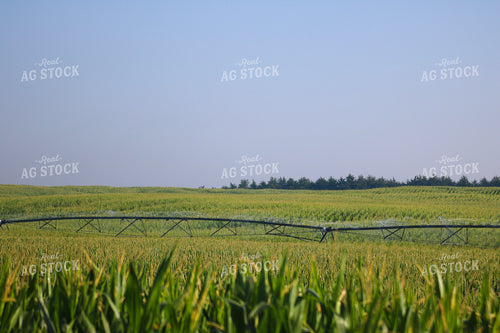 Irrigating Mid-Season Corn Field 82482