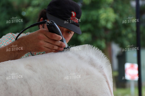 Trimming Show Cattle 52232