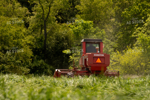 Harvesting Wheat for Baleage 157326