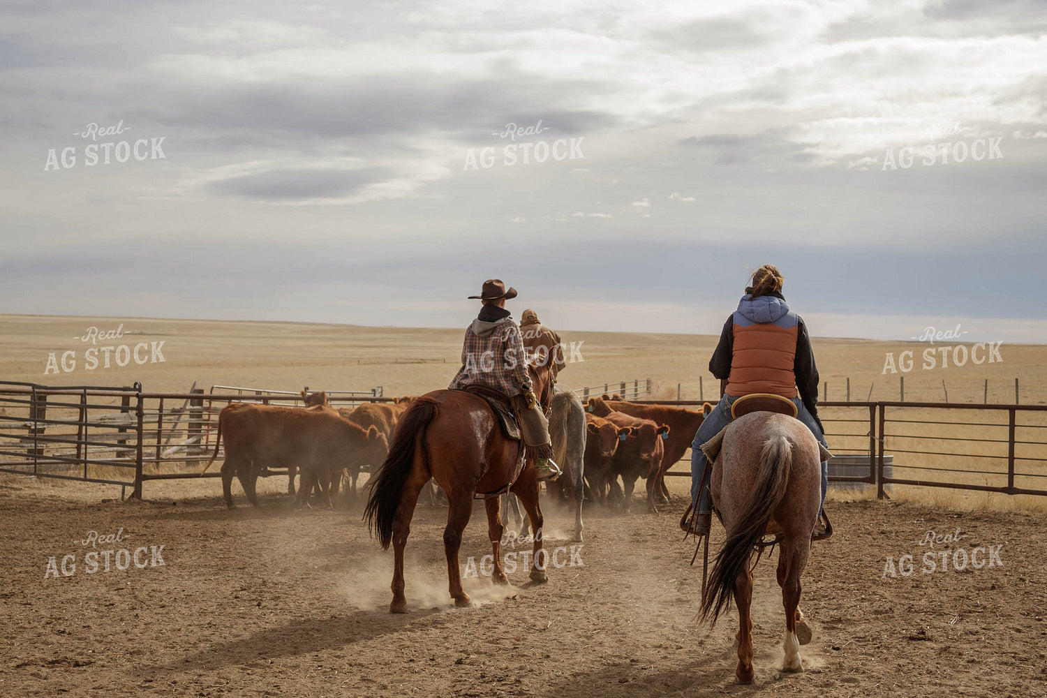Ranchers with Cattle 97007