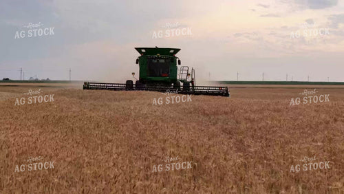 Wheat Harvest 239004