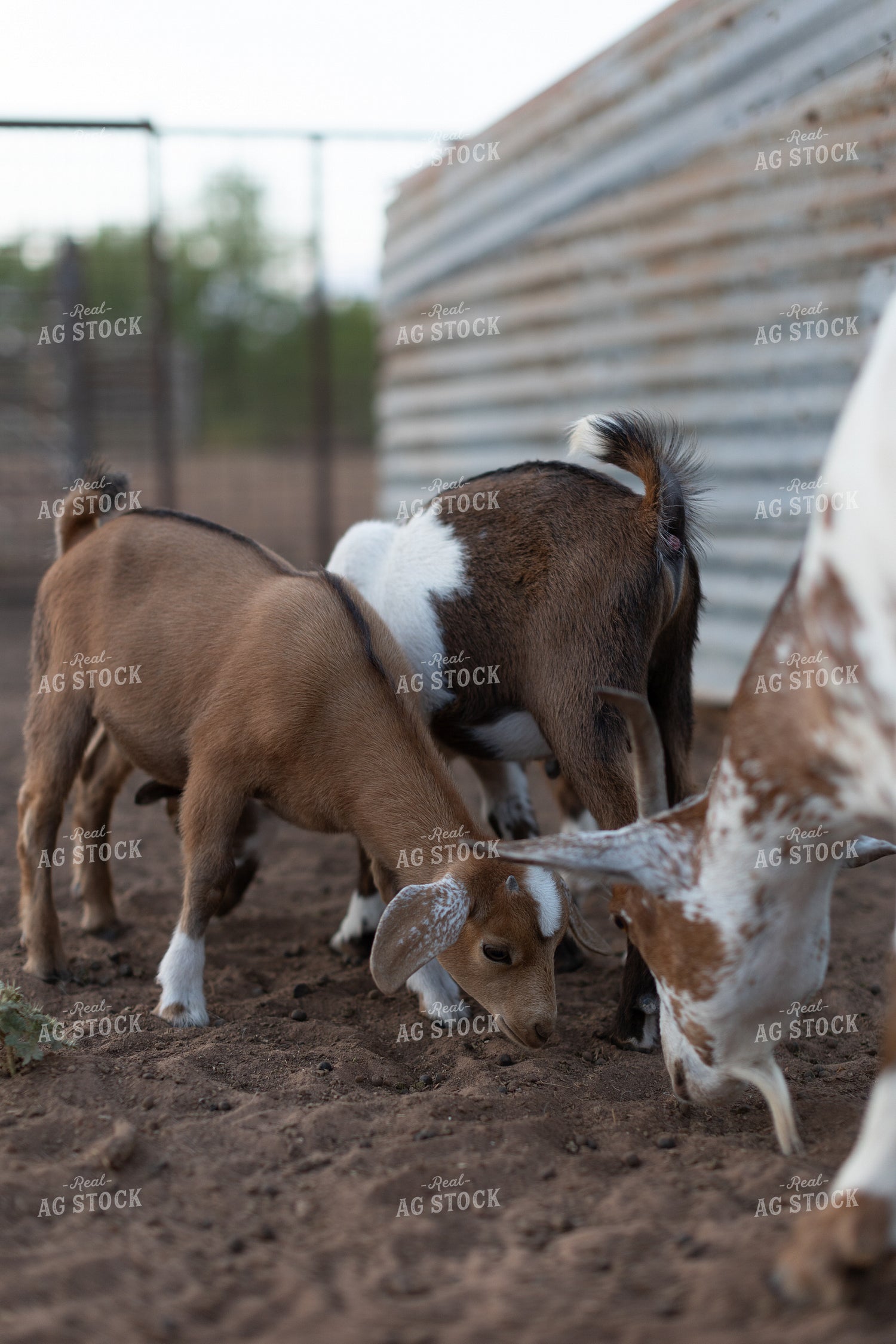 Goats 205005