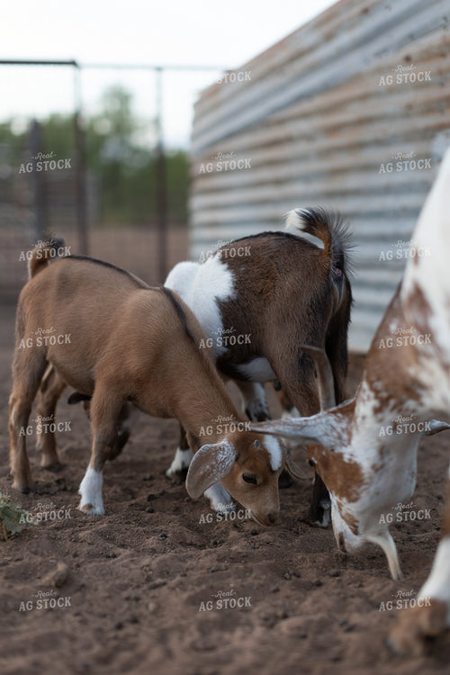 Goats 205005