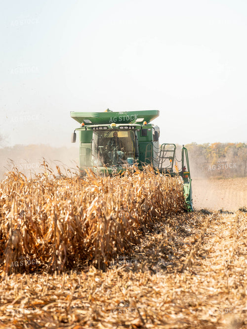 Corn Harvest 185049