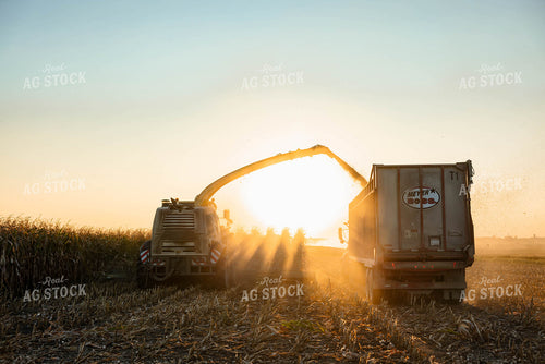 Silage Harvest 152295