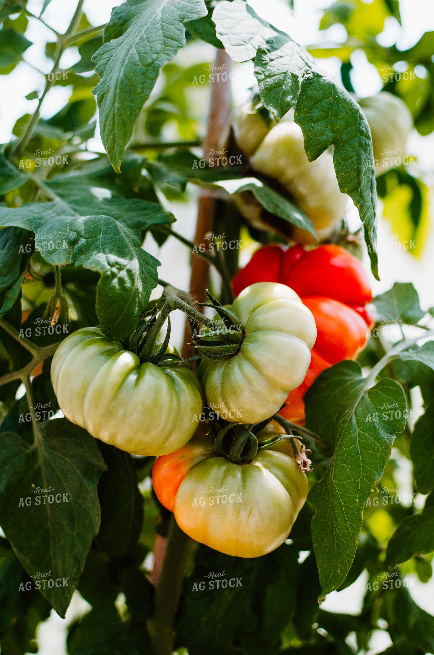 Tomato Plant 125004