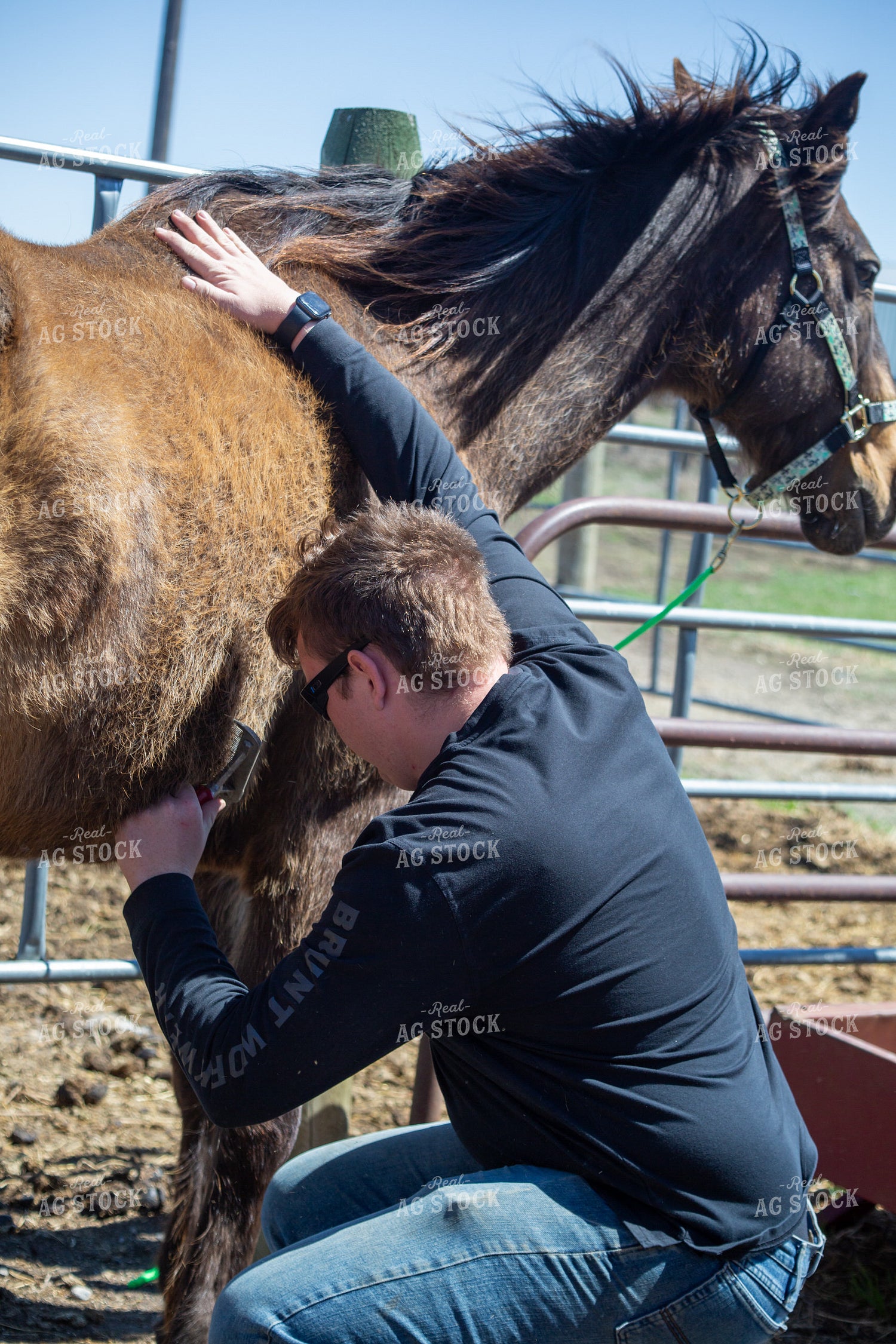 Farmer Grooming Horse 155588