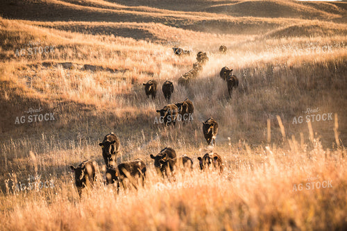 Angus Cattle on Pasture 147007