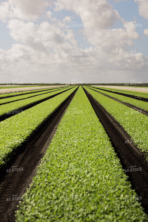 Spring Mix Lettuce Field 7339