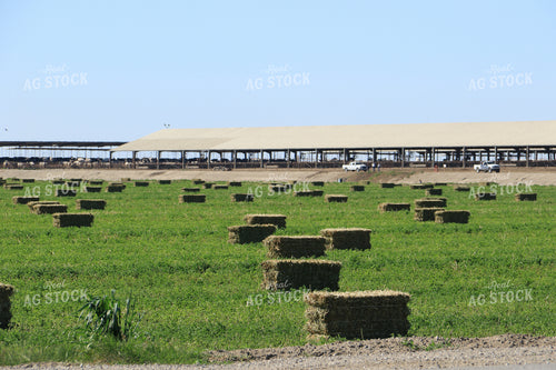 Alfalfa Bales 105020
