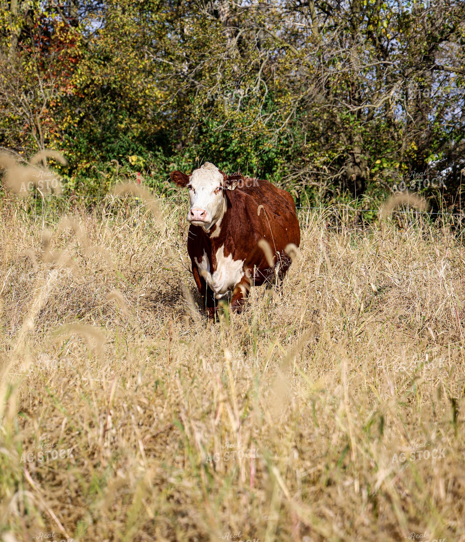 Hereford Cattle 160032