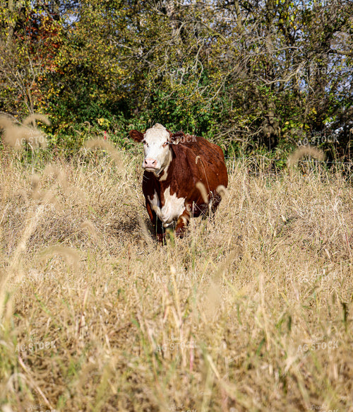 Hereford Cattle 160032