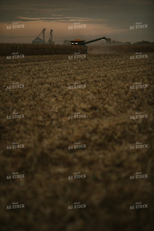 Corn Harvest 6696