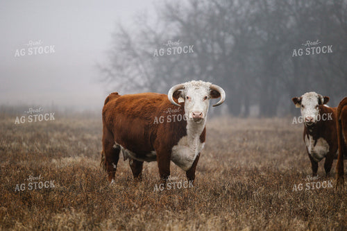 Cattle on Foggy Pasture 219107