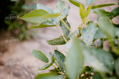 Soybean Plant 125181