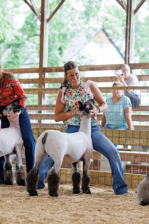 Showing Sheep 52851