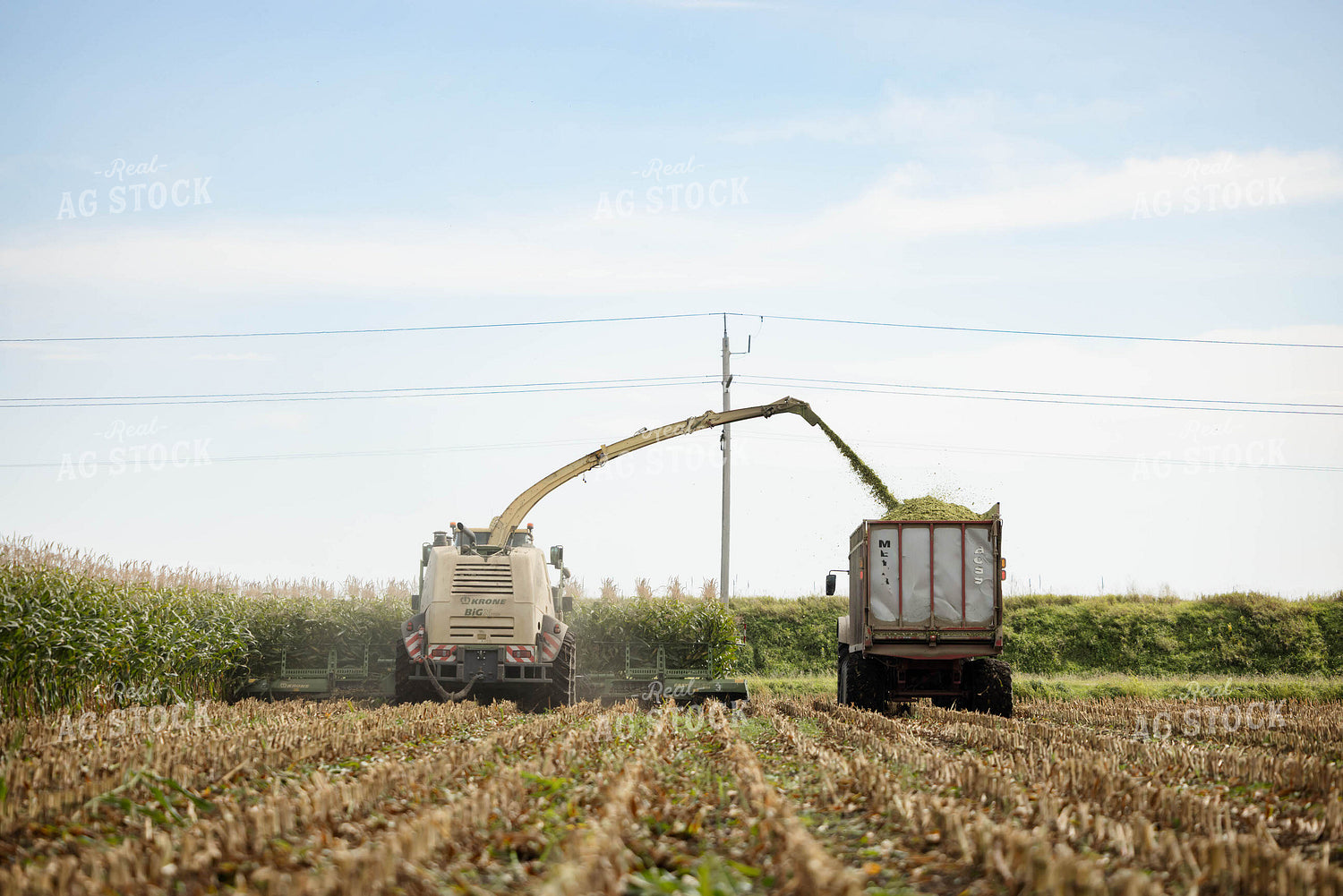 Chopping Corn Silage 296006