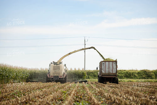 Chopping Corn Silage 296006