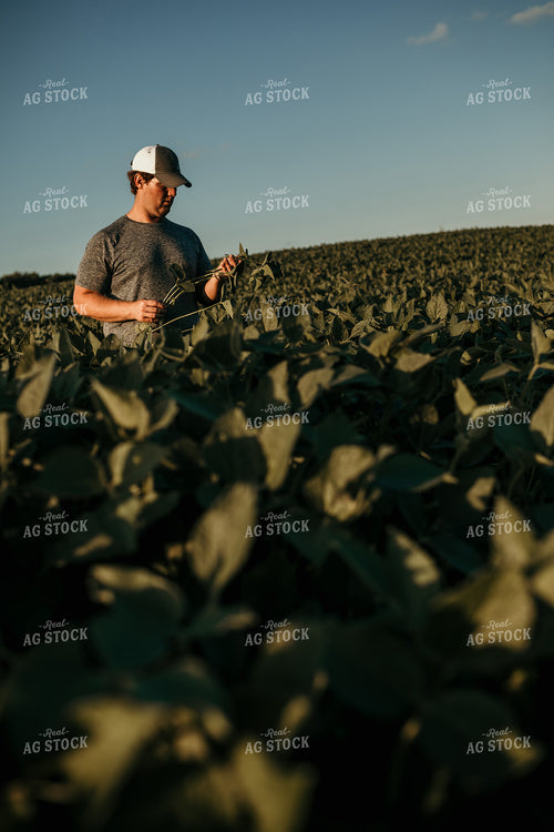 Farmer in Soybean Field Counting Pods 3173