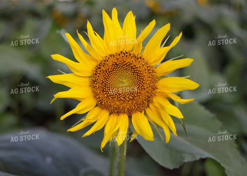 Sunflowers 160153
