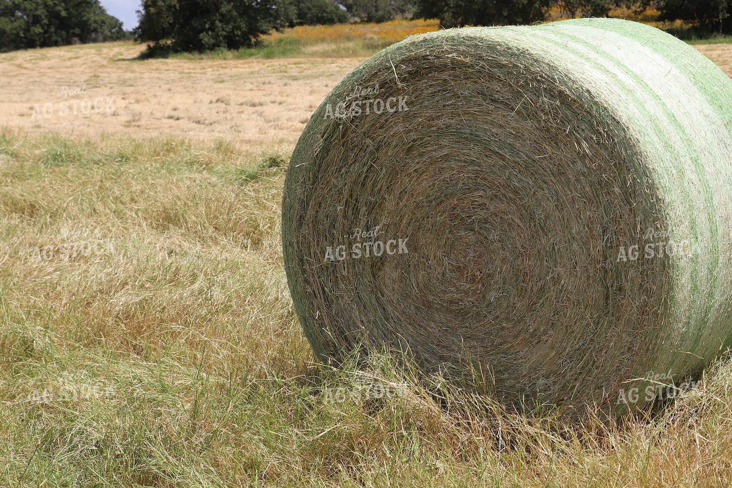 Hay Bale 102098