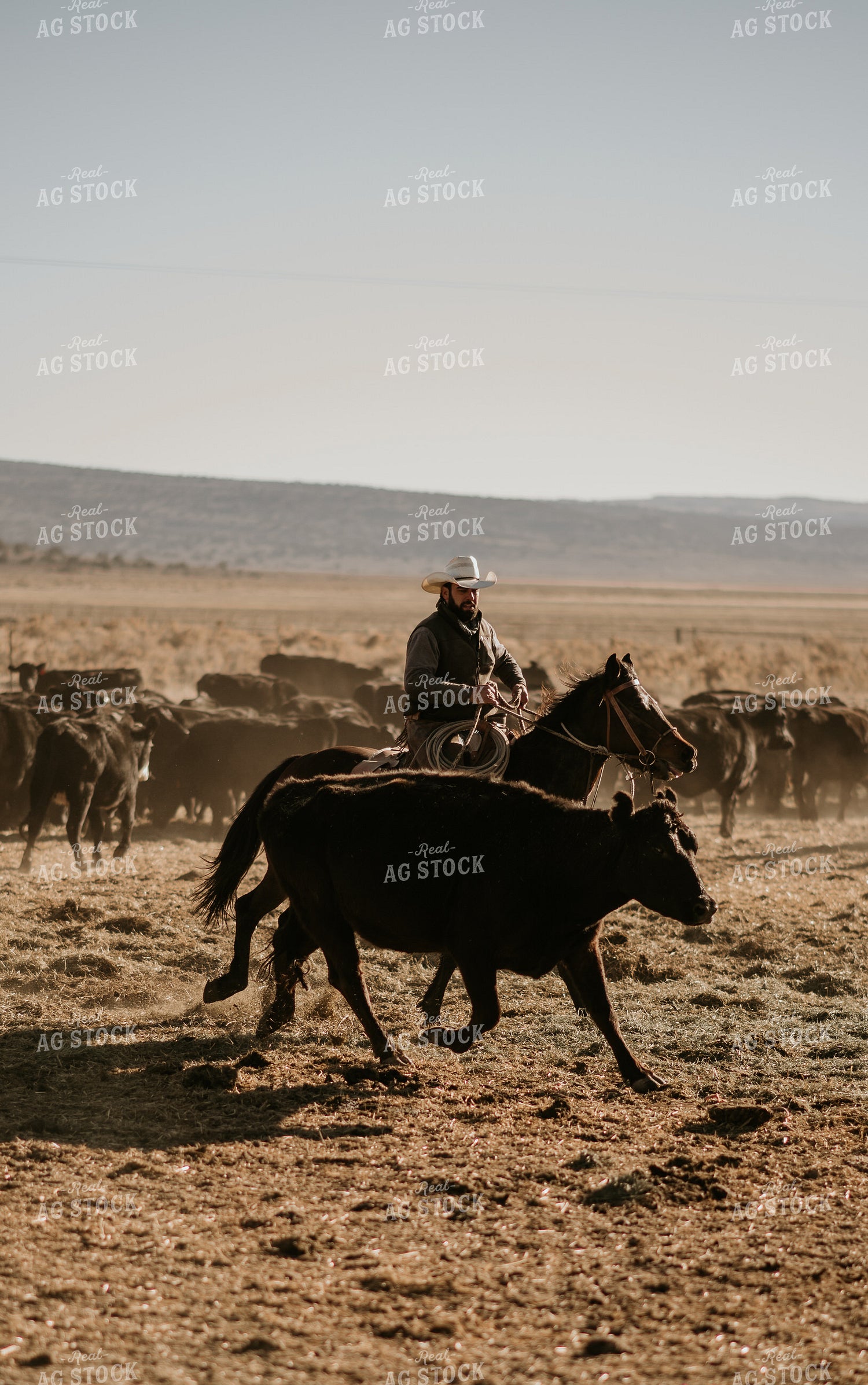 Rancher in Pasture with Cattle 54021
