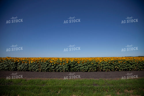 Sunflowers 2088