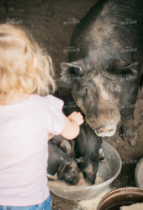 Farm Kids with Pigs 218050