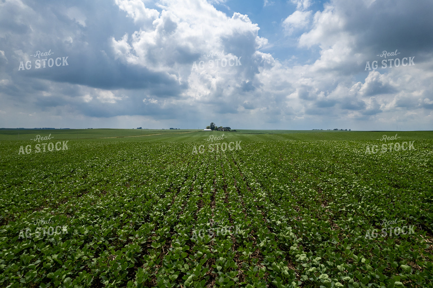 Mid-Season Soybeans 92015